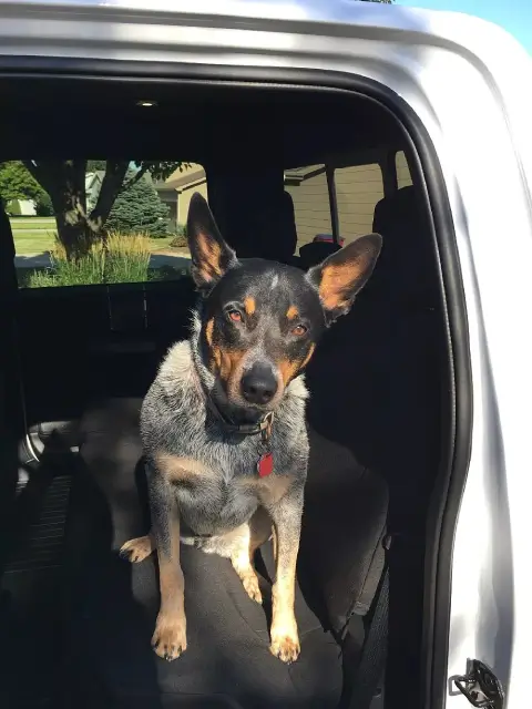 why-specialized-dog-seat-covers-are-essential-for-truck-owners.jpg