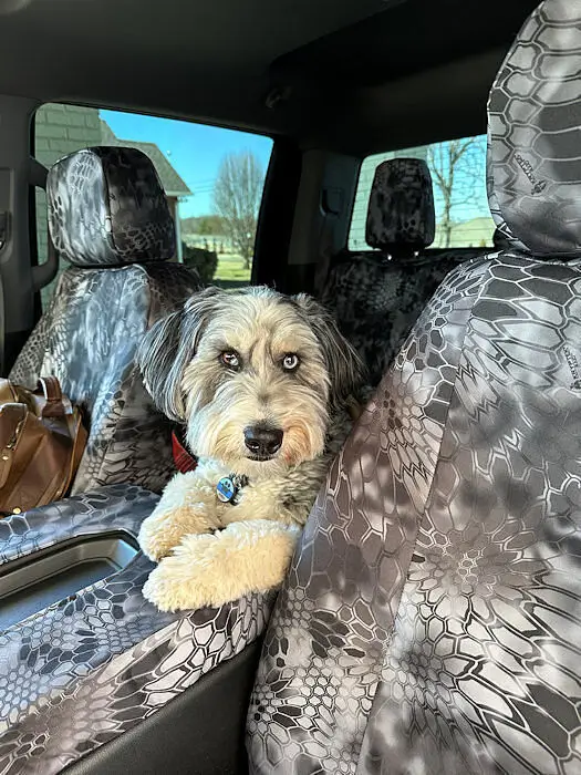 custom seat covers are safe for pets