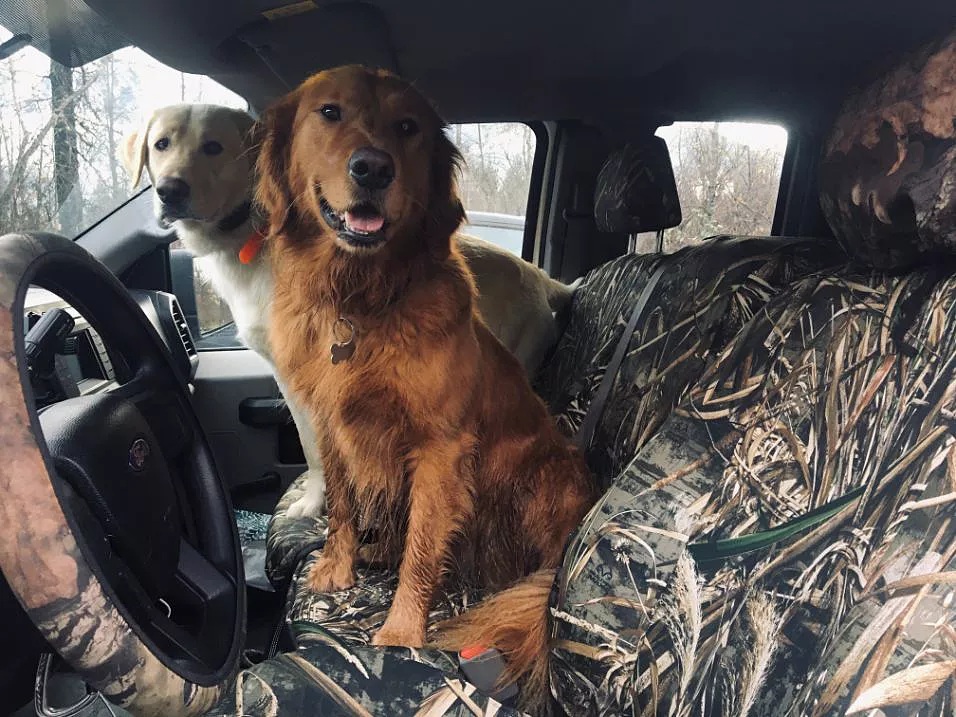 order-your-pet-car-seat-covers-today-.jpg