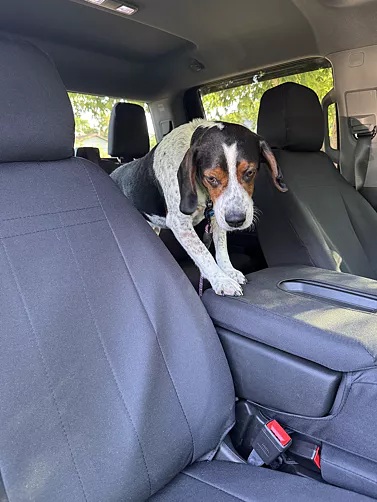 why-choose-shearcomfort-for-your-pet-car-seat-covers.jpg